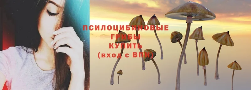 сколько стоит  Чишмы  Галлюциногенные грибы Psilocybine cubensis 